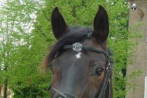 Stirnriemen mit Monogramm